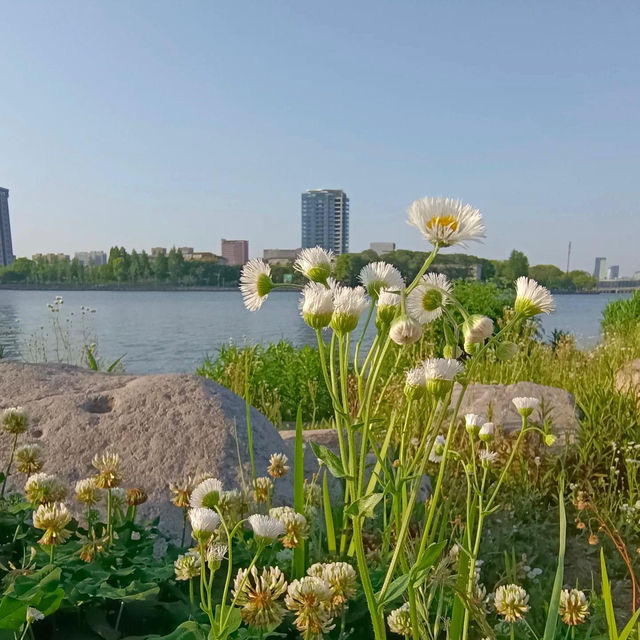 ～包河公園～綠樹成蔭