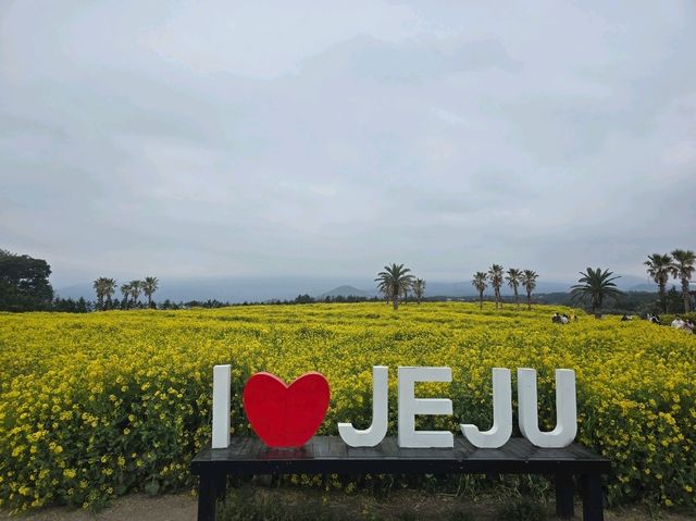 🌼 제주 휴애리 유채꽃 축제 