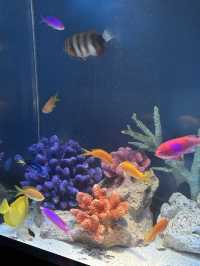 [이케부쿠로 선샤인 수족관] 여름 더위 피해서 피서 아쿠아리움🐠