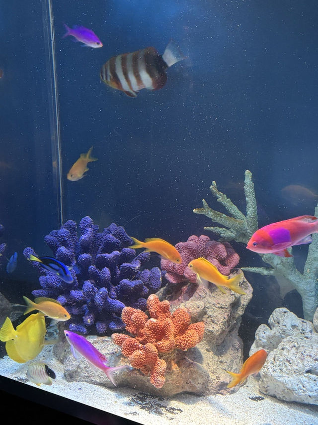 [이케부쿠로 선샤인 수족관] 여름 더위 피해서 피서 아쿠아리움🐠