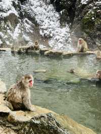 Snow Monkeys 🐒