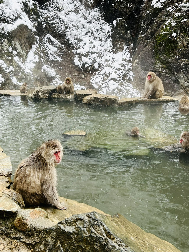 Snow Monkeys 🐒