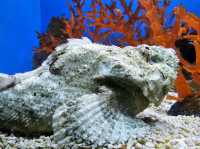 Cebu Ocean Park