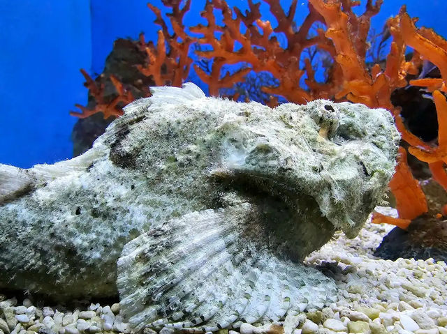 Cebu Ocean Park