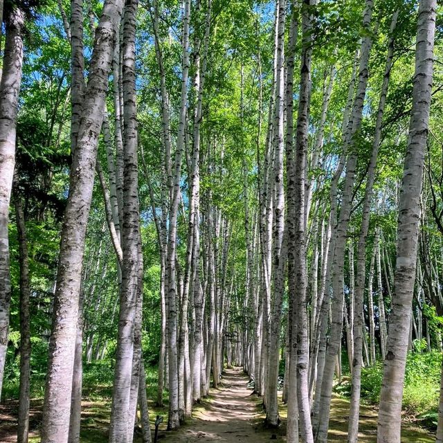 美瑛 | 拓真館，北海道寫真攝影畫廊&白樺回廊