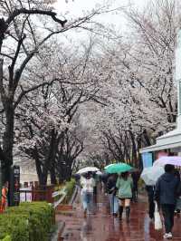 Seoul in April