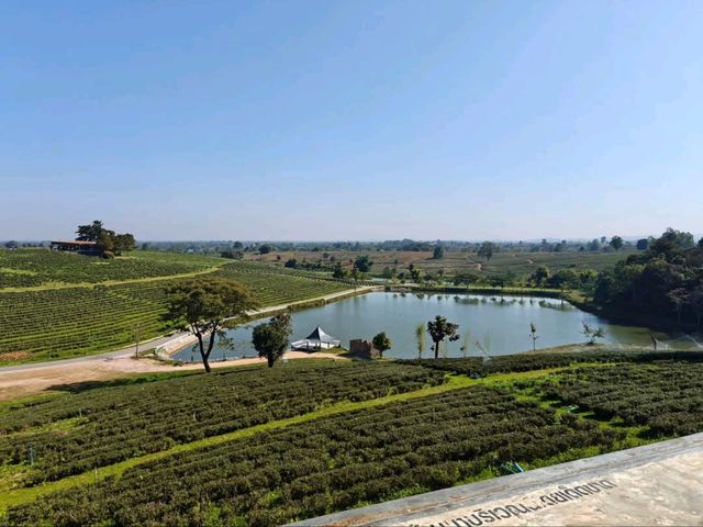 Tea with a View? Say Less! Choui Fong is Pure Bliss