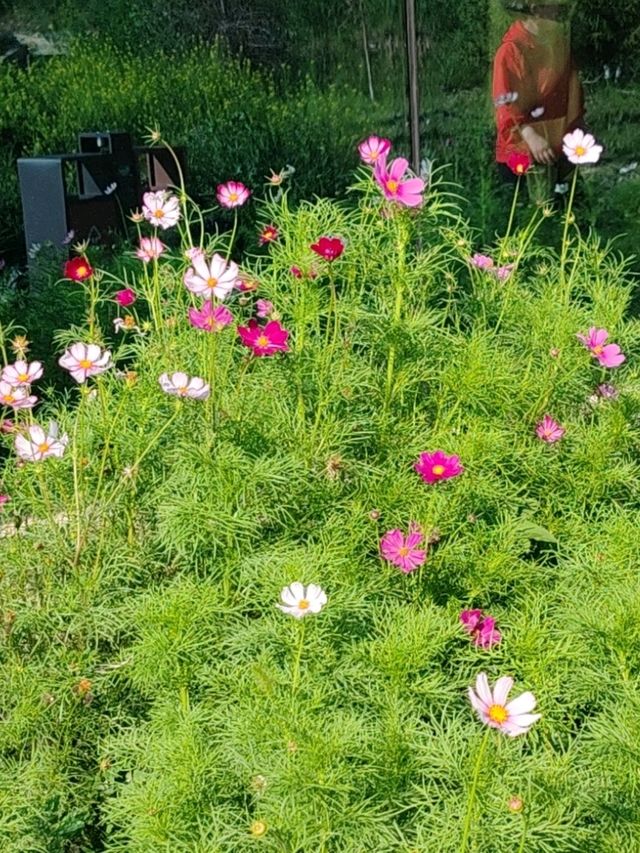 Floral Path Welcomes Visitors