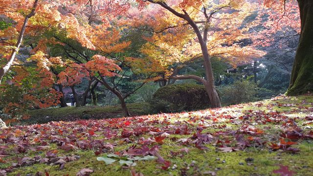極品景點：四季皆美的東京城市綠洲