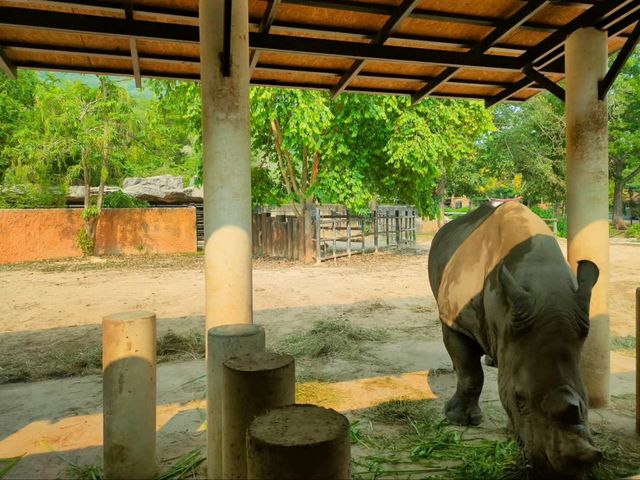 Get Wild at Khao Kheow Open Zoo