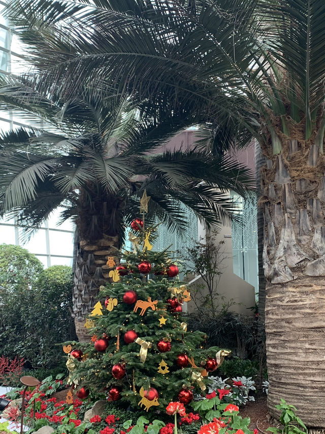 🌿 Cloud Forest — Singapore’s Climate-Controlled Paradise