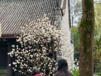 ⛩️ A Cultural Legacy of the Three Kingdoms in Chengdu