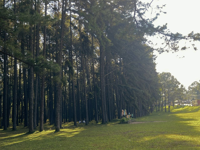 🌲🍃 สวนสนบ่อแก้ว |