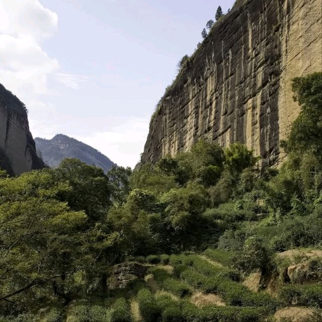 Wuyishan and Dahongpao Tea Plantations