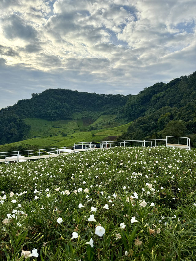 치앙마이가면 꼭 가야하는 몬쨈투어✨