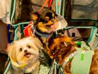 Dog Show 2025