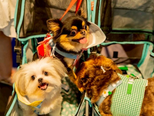 Dog Show 2025