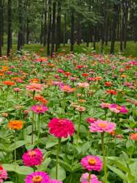 Chaoyang Park – CBD’s Secret Garden in Full Bloom