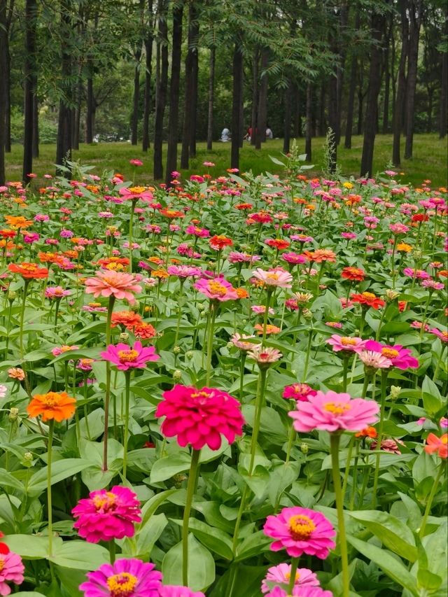 Chaoyang Park – CBD’s Secret Garden in Full Bloom