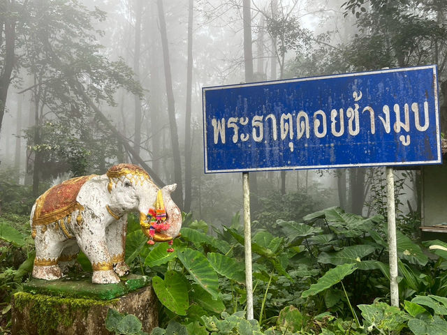 ดอยช้างมูบ เชียงราย 