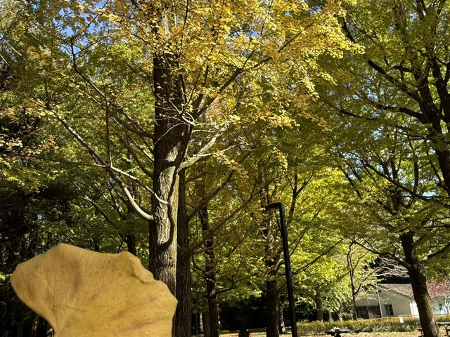 捕捉城市中的秋日金黃:代代木公園的銀杏與阿夫利拉麵饗宴  捕捉城市中的秋日金黃:代代木公園的銀杏與阿夫利拉麵饗宴