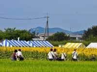神奈川 | 座間市向日葵祭,關東地區最大的向日葵花海