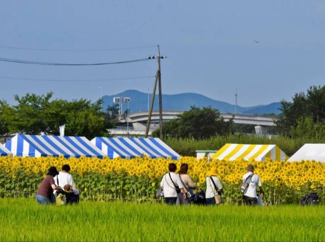 神奈川 | 座間市向日葵祭,關東地區最大的向日葵花海 神奈川 | 座間市向日葵祭,關東地區最大的向日葵花海