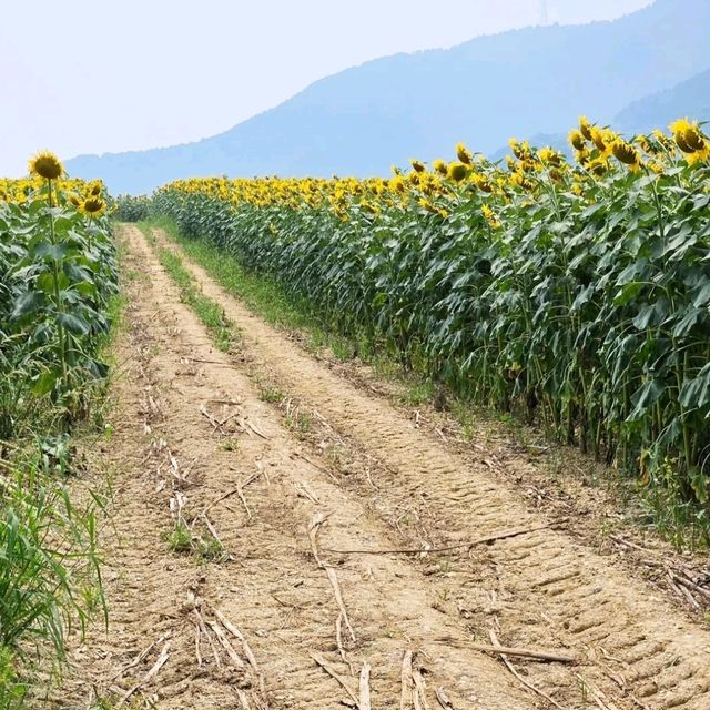 太陽に恋するひまわり畑🌻☀️「たいよう農園 門松ハウス」