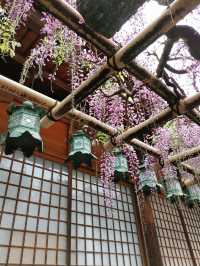 【奈良観光】小鹿に藤の花!奈良公園は春がおすすめ!