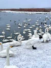 ❄️ Weihai in Winter Guide 🩵🌊✨
