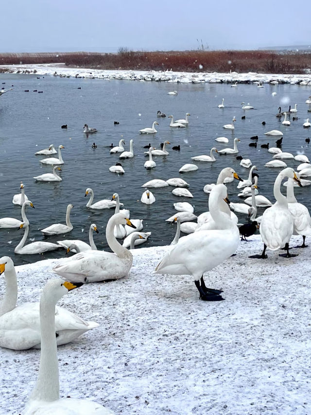 ❄️ Weihai in Winter Guide 🩵🌊✨
