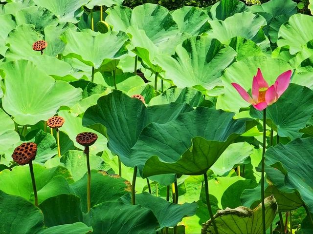 🌿 People’s Park – A Peaceful Retreat in the Heart of Shanghai 🇨🇳