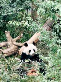 Thành Đô - Công viên gấu trúc 熊猫基地