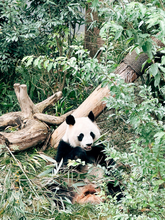 Thành Đô - Công viên gấu trúc 熊猫基地