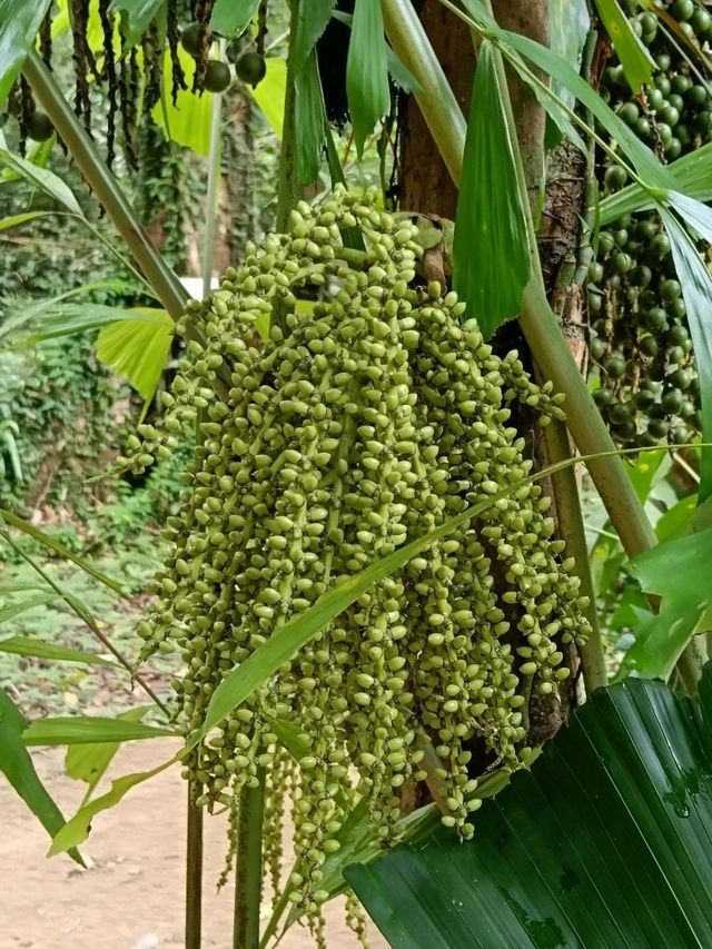 ป่าในเมือง – ระนอง