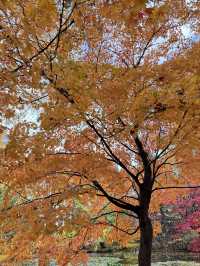 🍁 ฮอกไกโด Autumn Shock