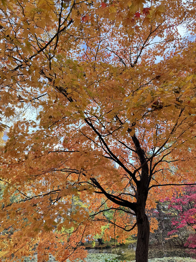 🍁 ฮอกไกโด Autumn Shock 🍁 ฮอกไกโด Autumn Shock