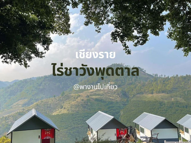 🌿ฤดูหนาวใกล้เข้ามาทีไร เชียงรายก็อยากไป