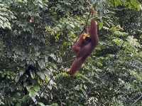 Semenggoh Wildlife Centre - Malaysia 