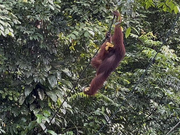 Semenggoh Wildlife Centre - Malaysia 