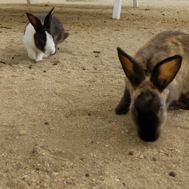 【嘉弥真島】うさぎと海と自然を満喫! 【嘉弥真島】うさぎと海と自然を満喫!