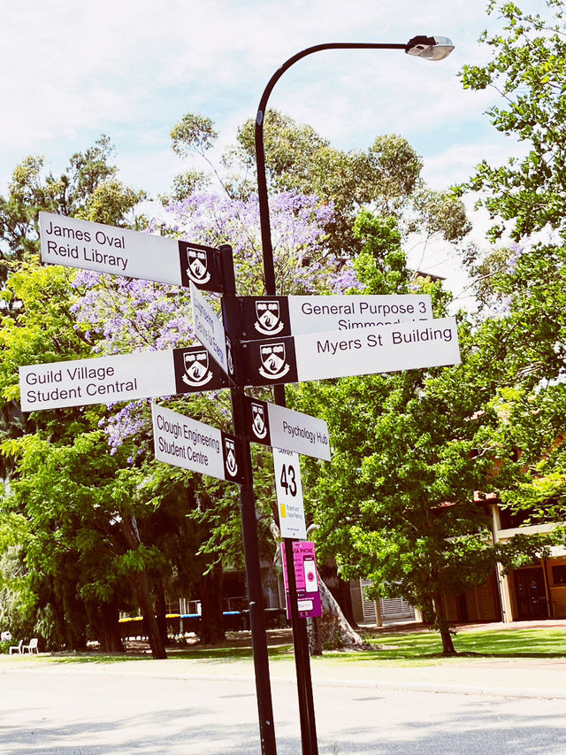 🌳 UWA: Where Ancient Trees Frame Modern Education in Nature's Grand Amphitheater! 🎓