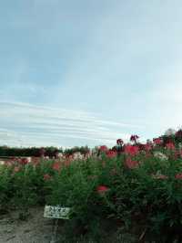 四季彩之丘係北海道美瑛町最夢幻嘅花海景點之一，春夏秋冬都靚到唔似真！🌸🌻❄️