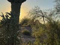 Desert Botanical Garden