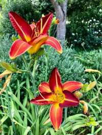 🌿悉尼北區秘境一日遊|離城市最近的「世界公園」