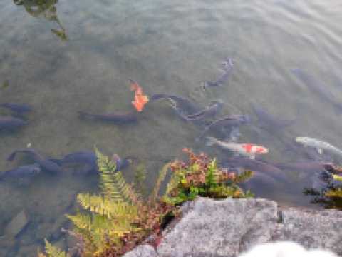 【日本 | 名古屋】意外的日式幽徑:名古屋白鳥庭園,倉促卻寧靜的城市綠洲