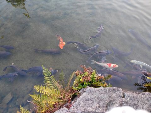 【日本 | 名古屋】意外的日式幽徑:名古屋白鳥庭園,倉促卻寧靜的城市綠洲 【日本 | 名古屋】意外的日式幽徑:名古屋白鳥庭園,倉促卻寧靜的城市綠洲