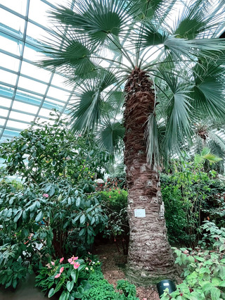 探索濱海灣花園的澳洲花園