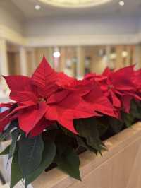 【幕張】🍓 いちごスイーツビュッフェ