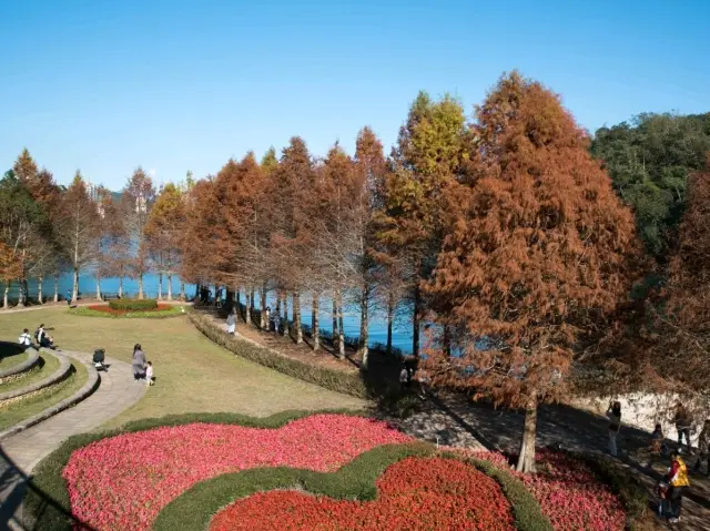 日月潭落羽松漫步:3小時的慢活時光 🍂✨